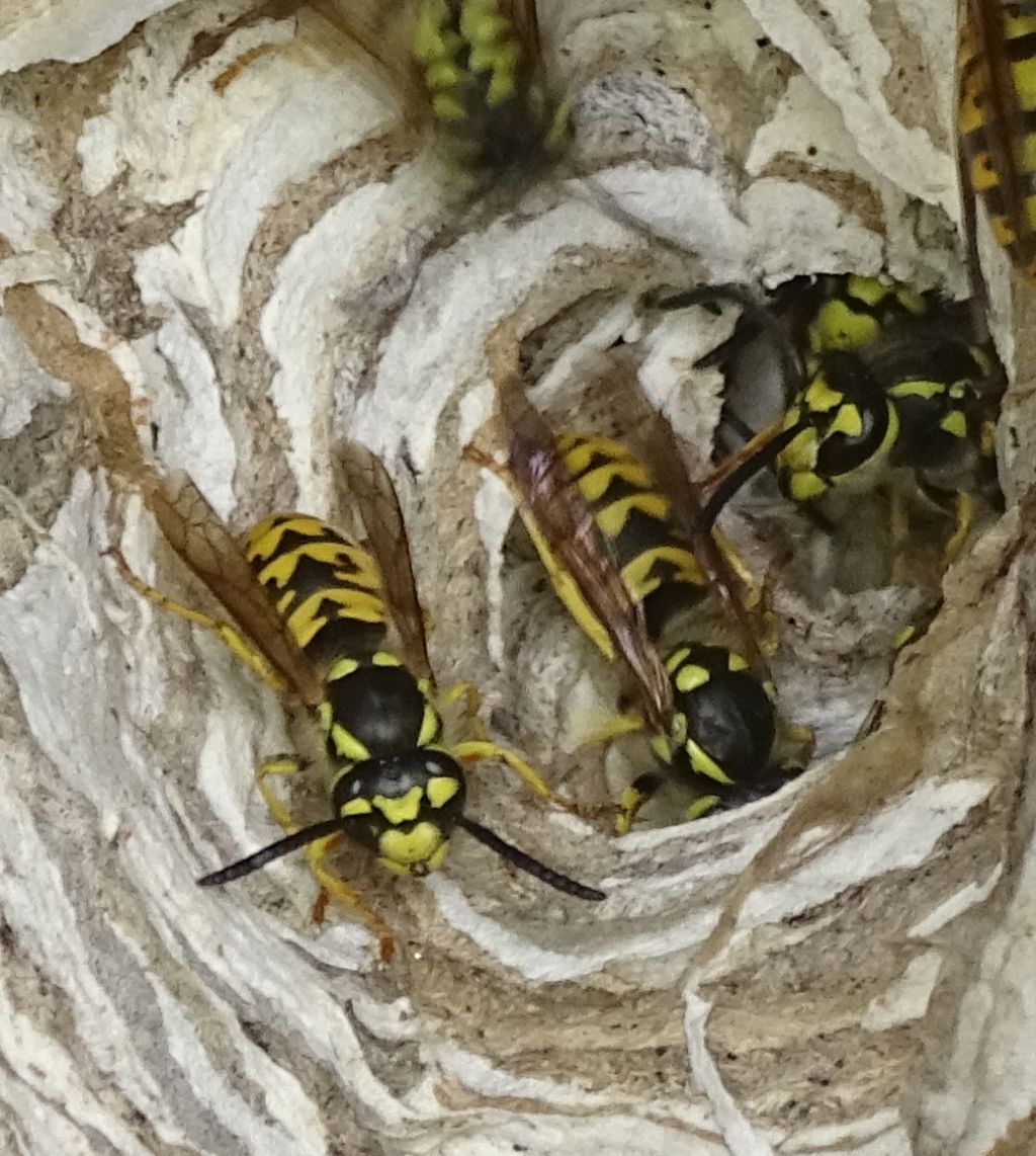 Vespula germanica o austriaca?  Vespula germanica